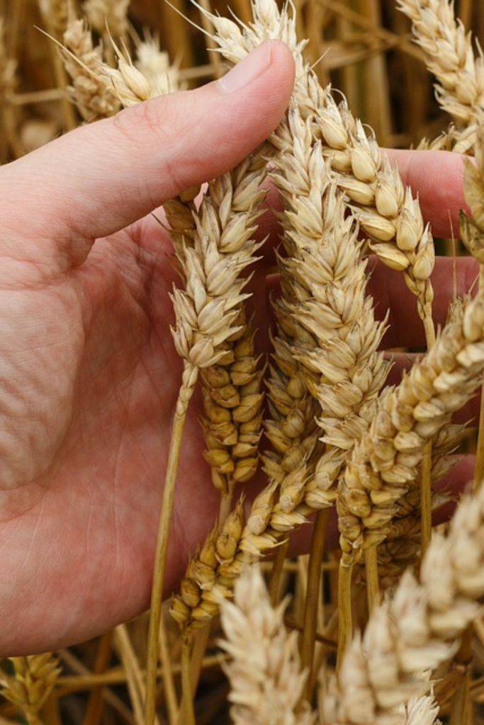 Para Profissionais das Ciências Agrárias - FitoApp